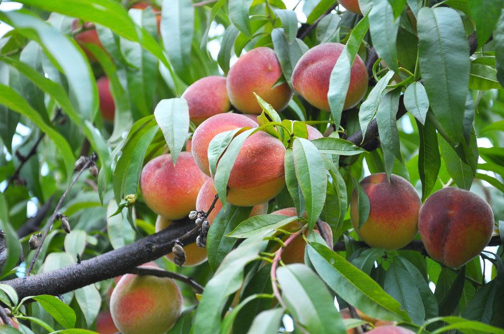 Patio Nectarine Tree - Prunus Persica nucipersica - Nectarine 1m