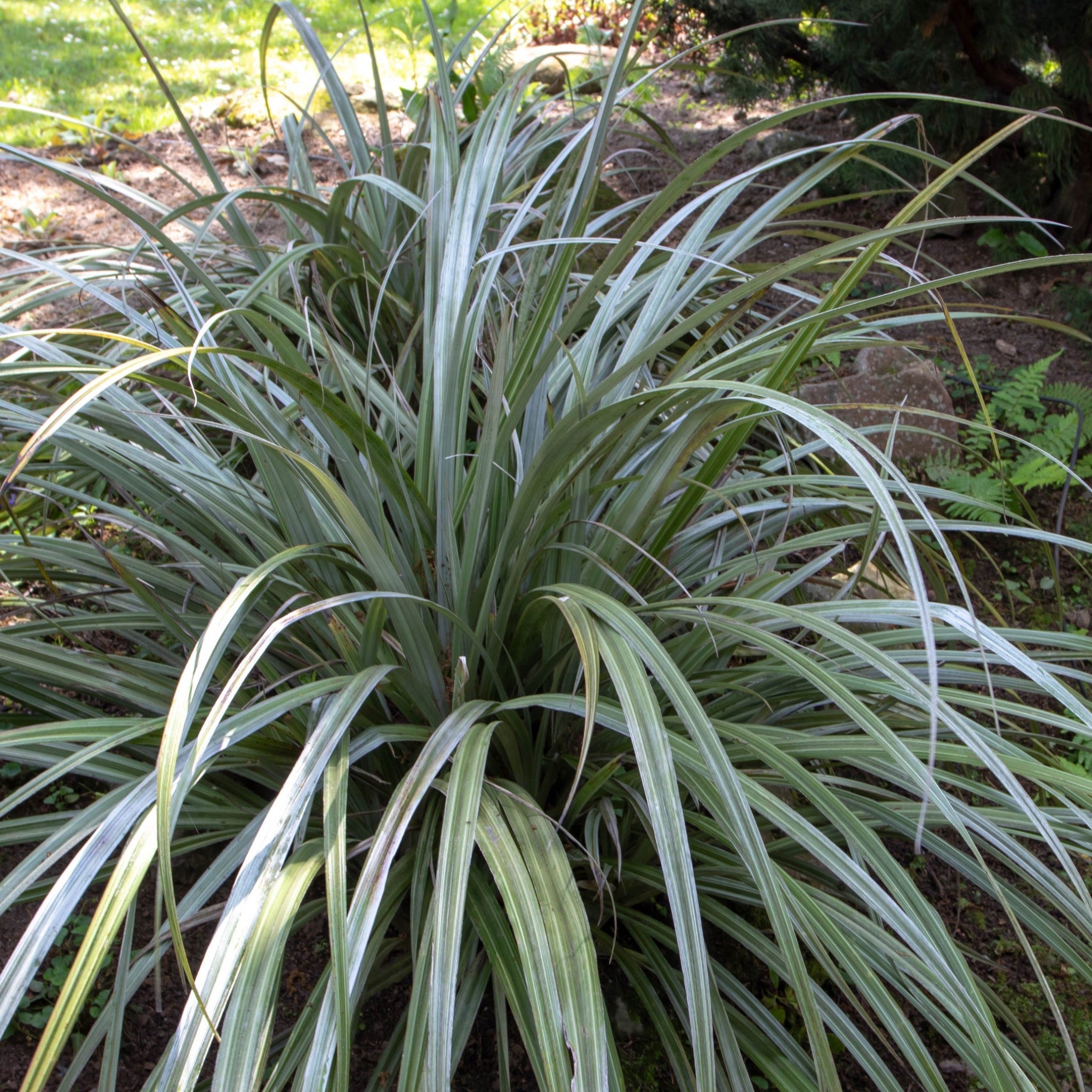 Astelia Chathamica Silver Spear 3L