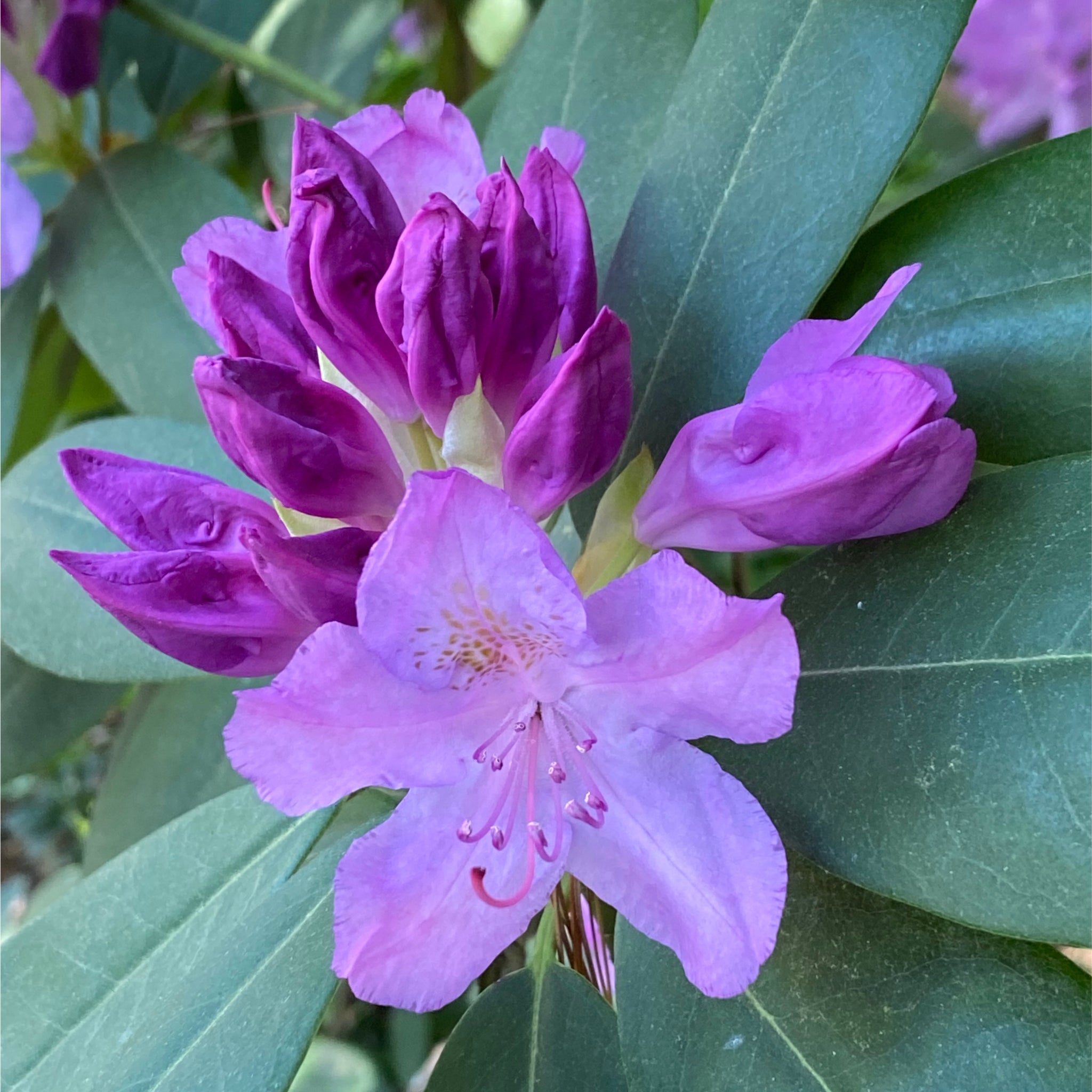 Dwarf Rhododendron 'Snipe' 1L
