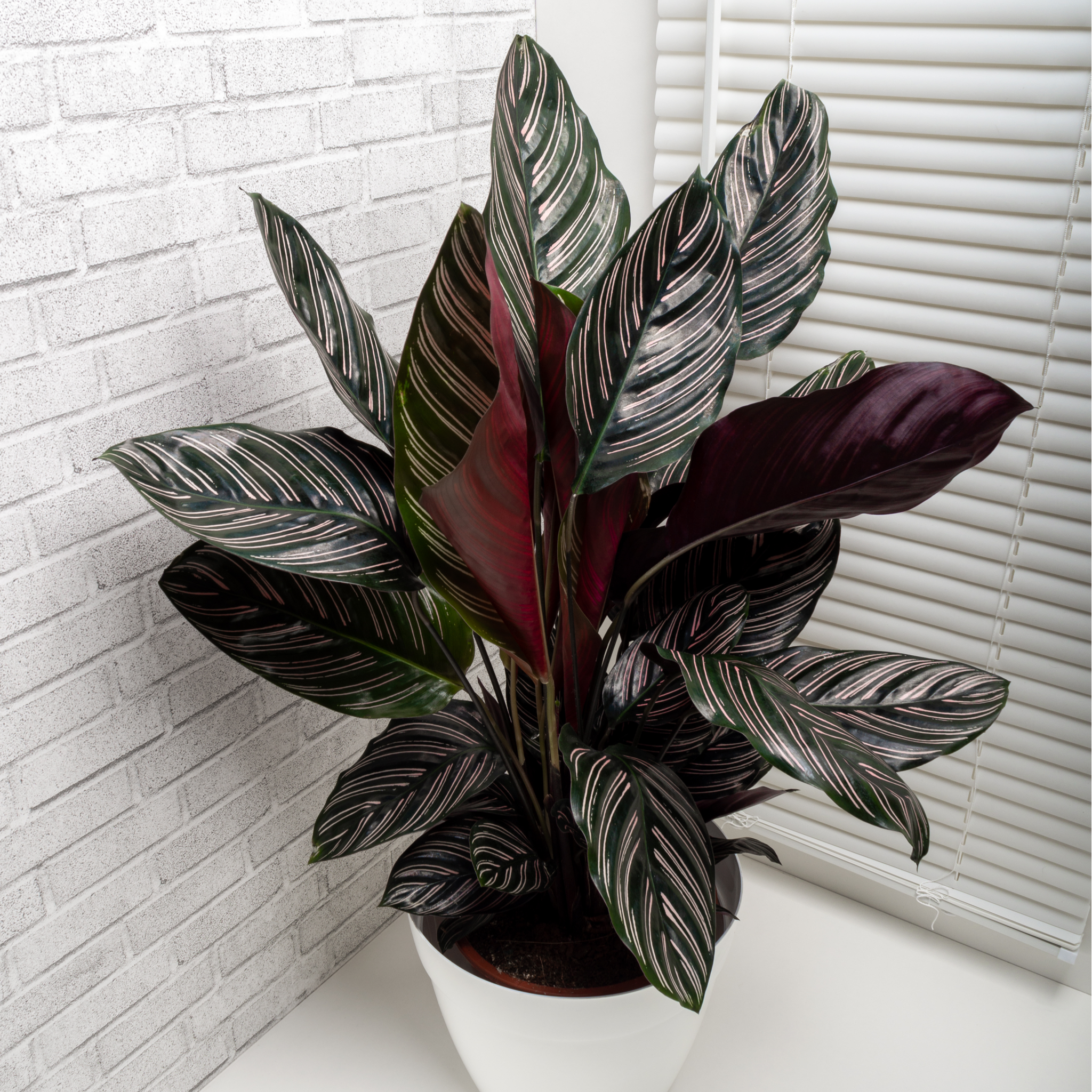 Calathea sanderiana 50cm