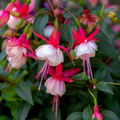 3 x Mixed Hardy Fuchsia 9cm