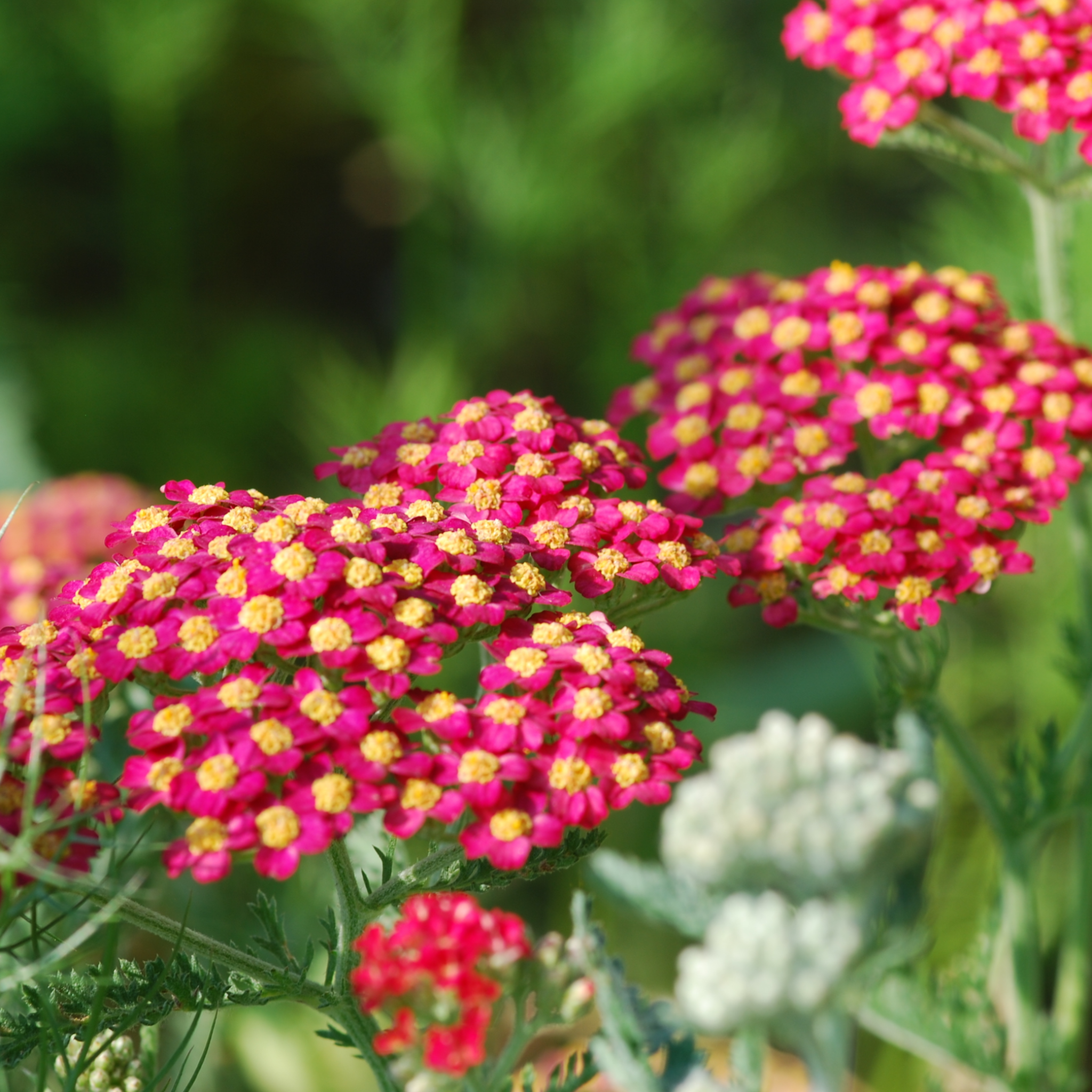 Achillea (Yarrow) - Red Velvet 3L
