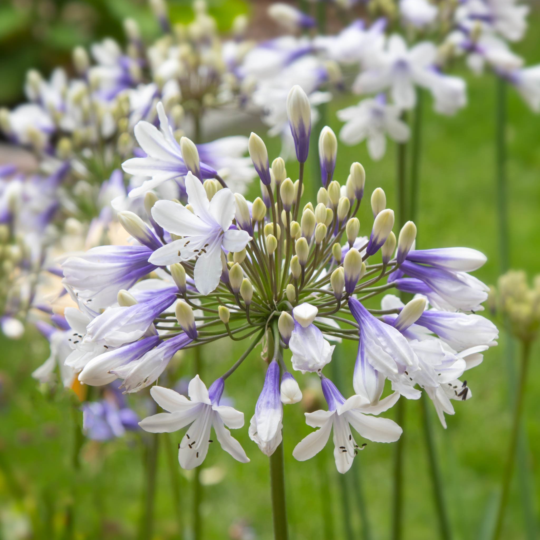 Agapanthus africanus 'Charlotte' 5L