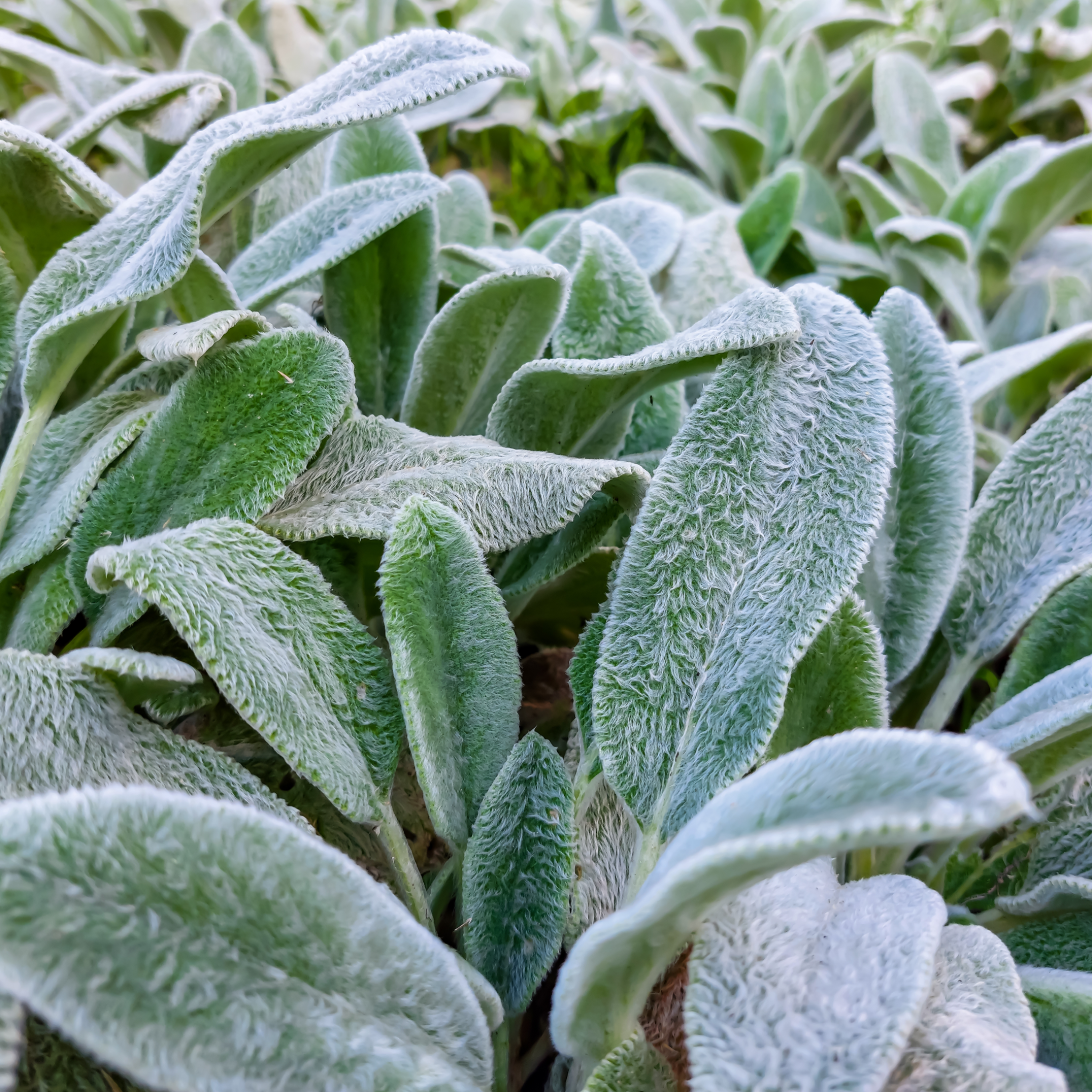 Stachys lanata 9cm / 2L