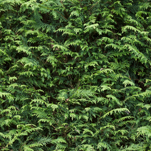 7ft Potted Green Cupressus Leylandii Hedging Conifers (210cm)