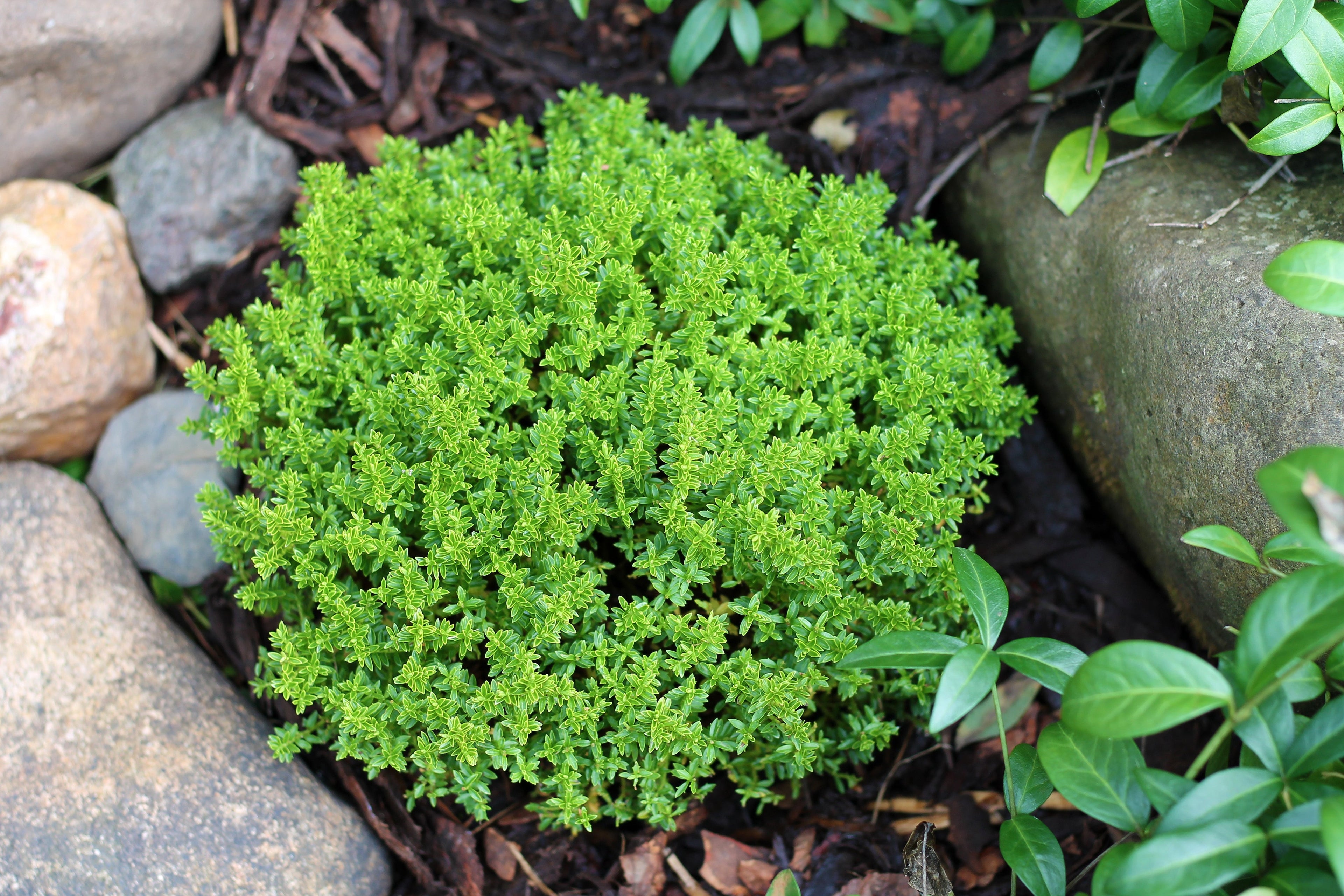 Hebe 'Emerald Gem' 'Green Globe' 9cm / 1L / 2L / 7.5L