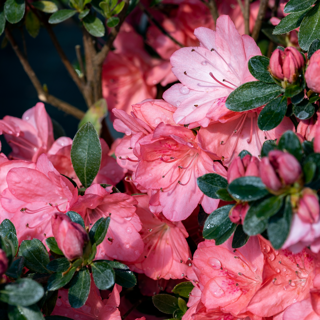 Azalea japonica 'Blaauw's Pink' 2L