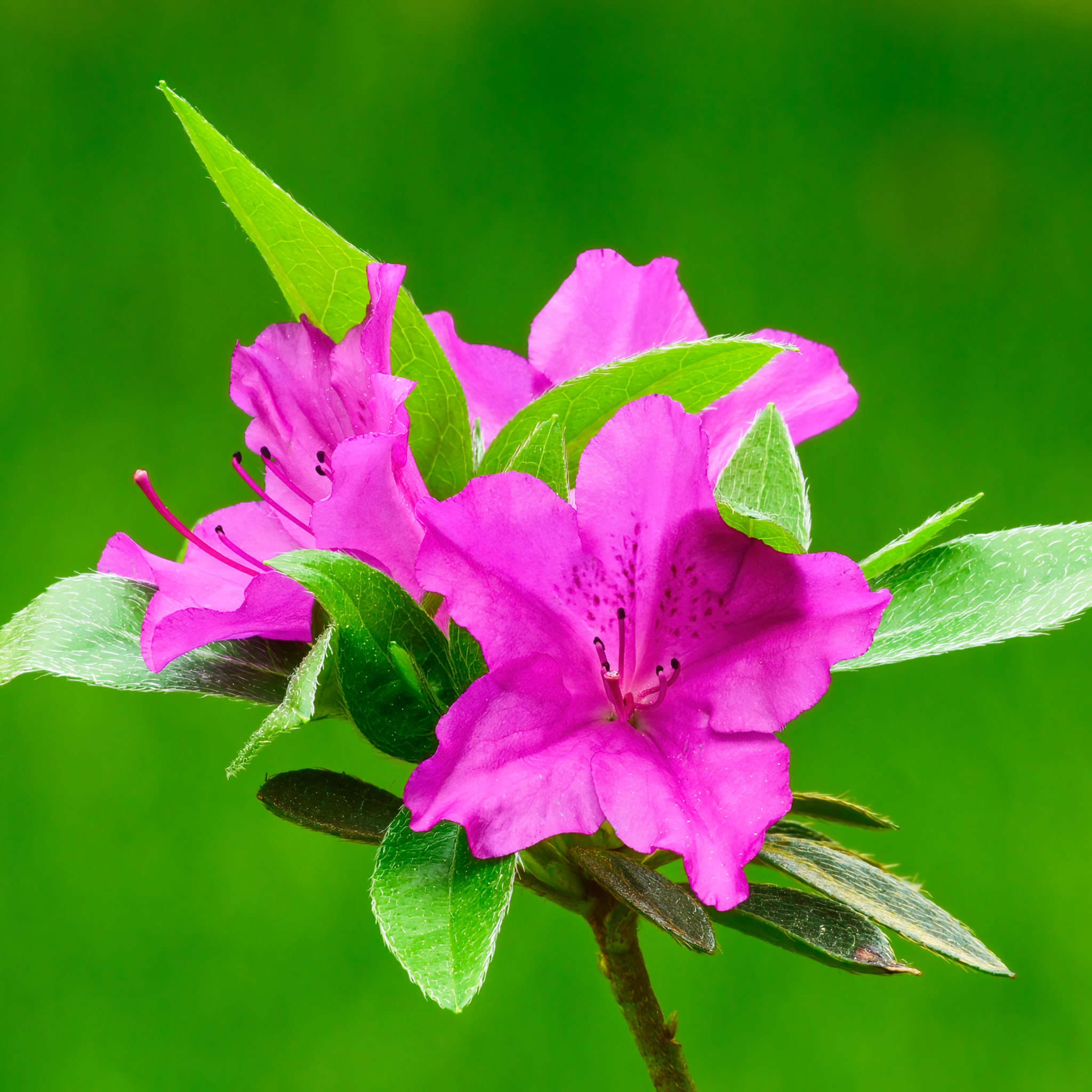Azalea japonica 'Amoena' 2/5L