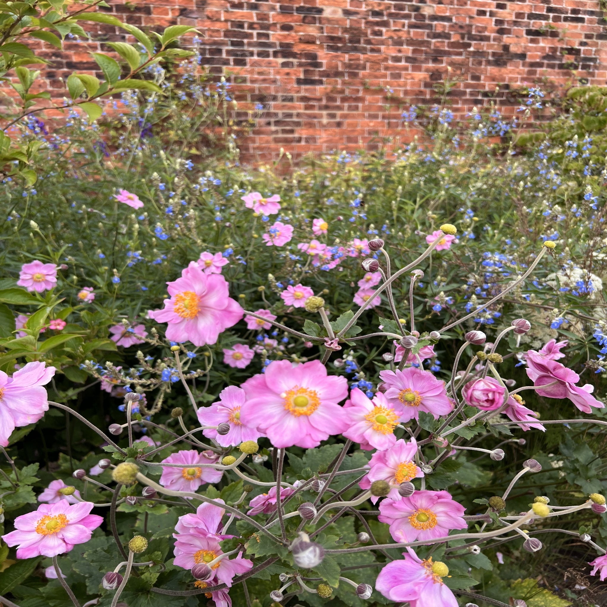 Anemone hybrida Queen Charlotte 9cm Pot