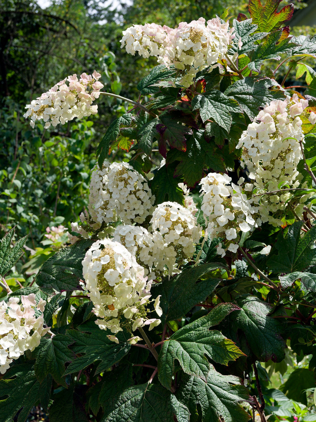 Hydrangea quercifolia 'Burgundy' (Oak Leaf Hydrangea) - 2.5L