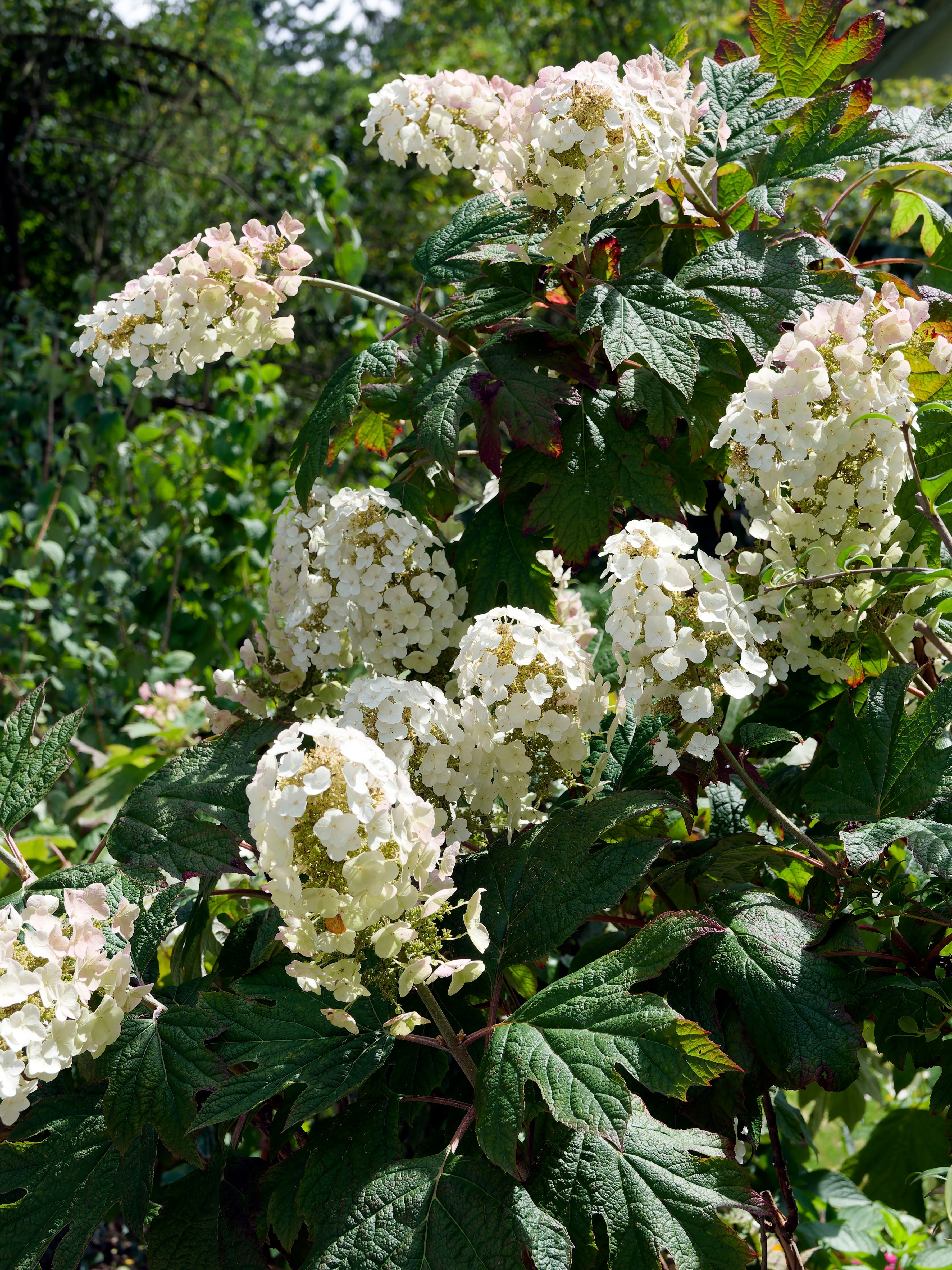 Hydrangea quercifolia 'Burgundy' (Oak Leaf Hydrangea) - 2.5L
