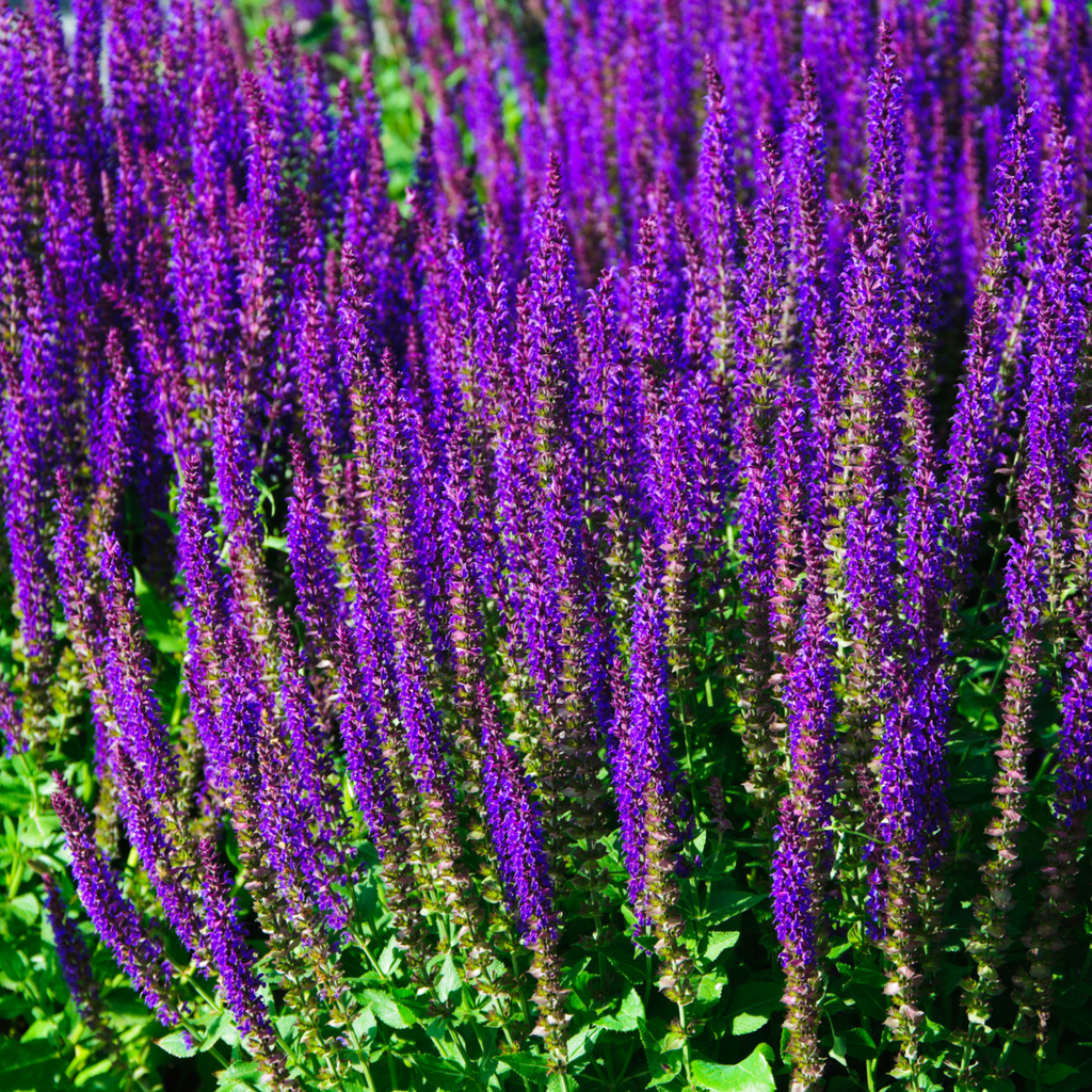 Salvia nemorasa 'Caradonna' 9cm / 2L