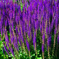 Salvia - Apex Blue 2L