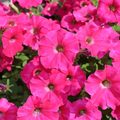 Petunia 'Trailing Surfinia Hot Pink' 9cm