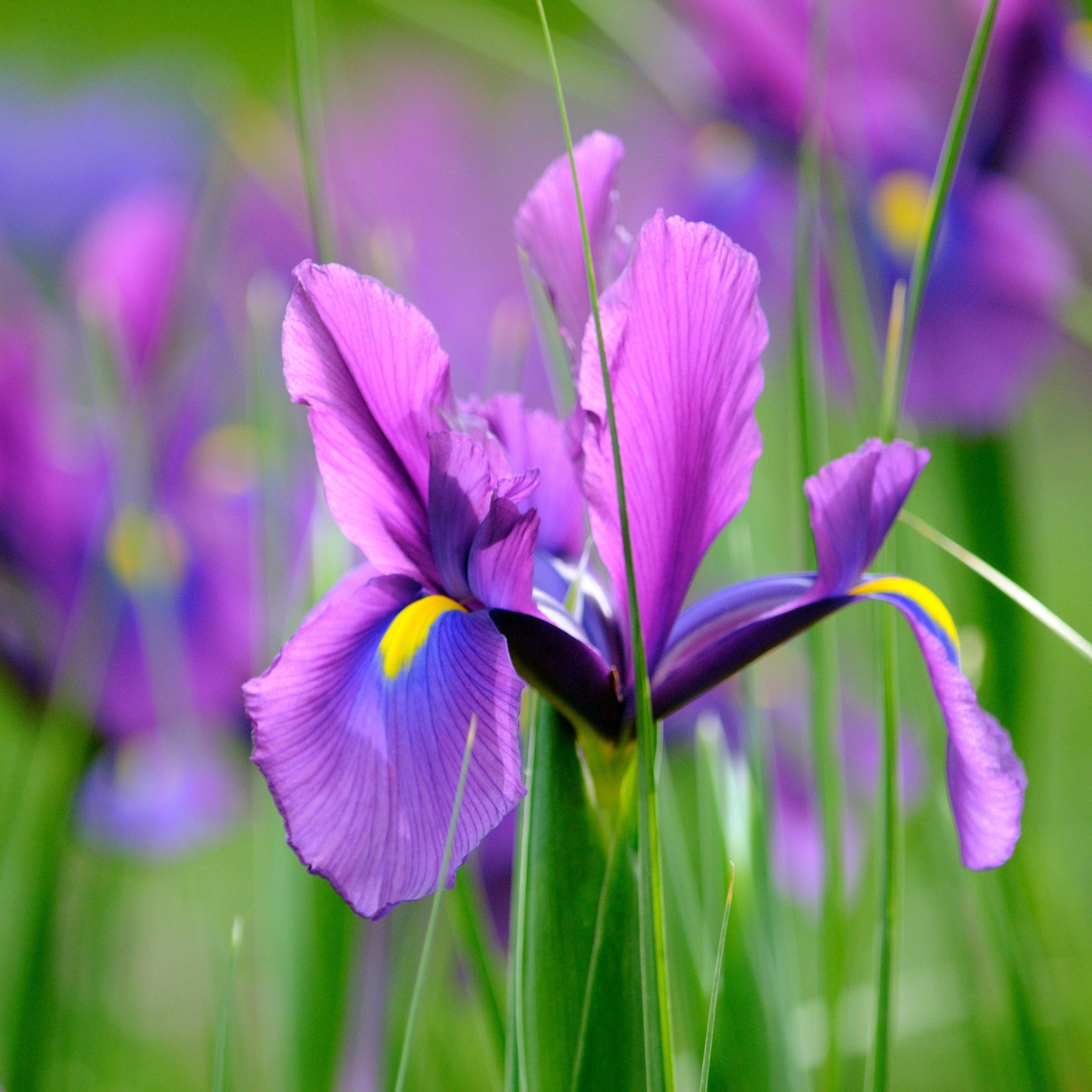 Iris Hollandica Bulbs Mix - Dutch Iris Bulbs (15 Bulbs)