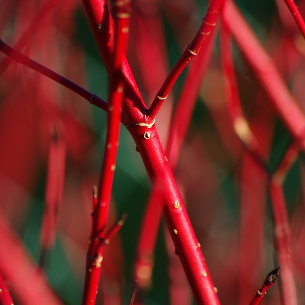 Cornus 'Sibirica' (Siberian Dogwood) 2L