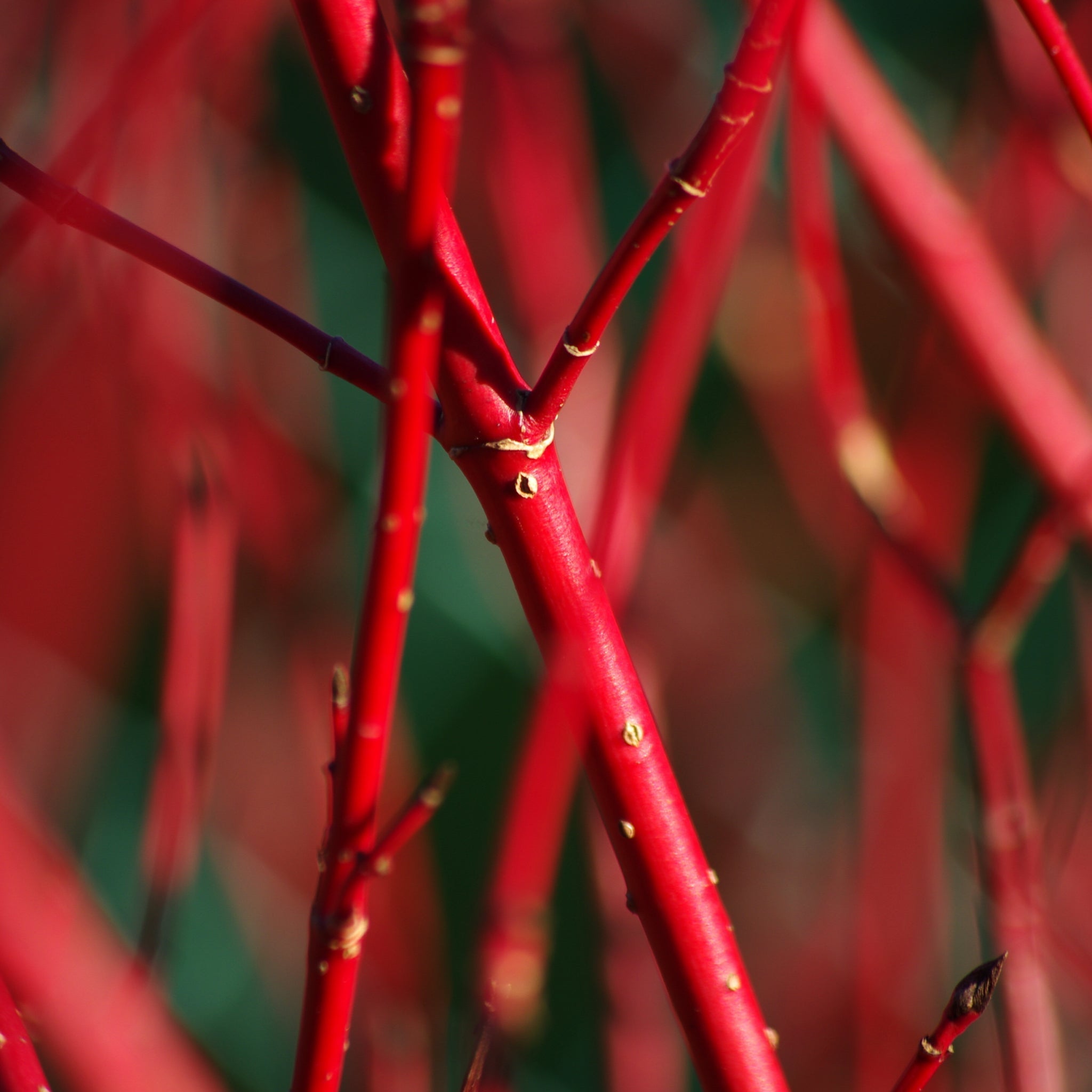 Cornus 'Sibirica' (Siberian Dogwood) 2L