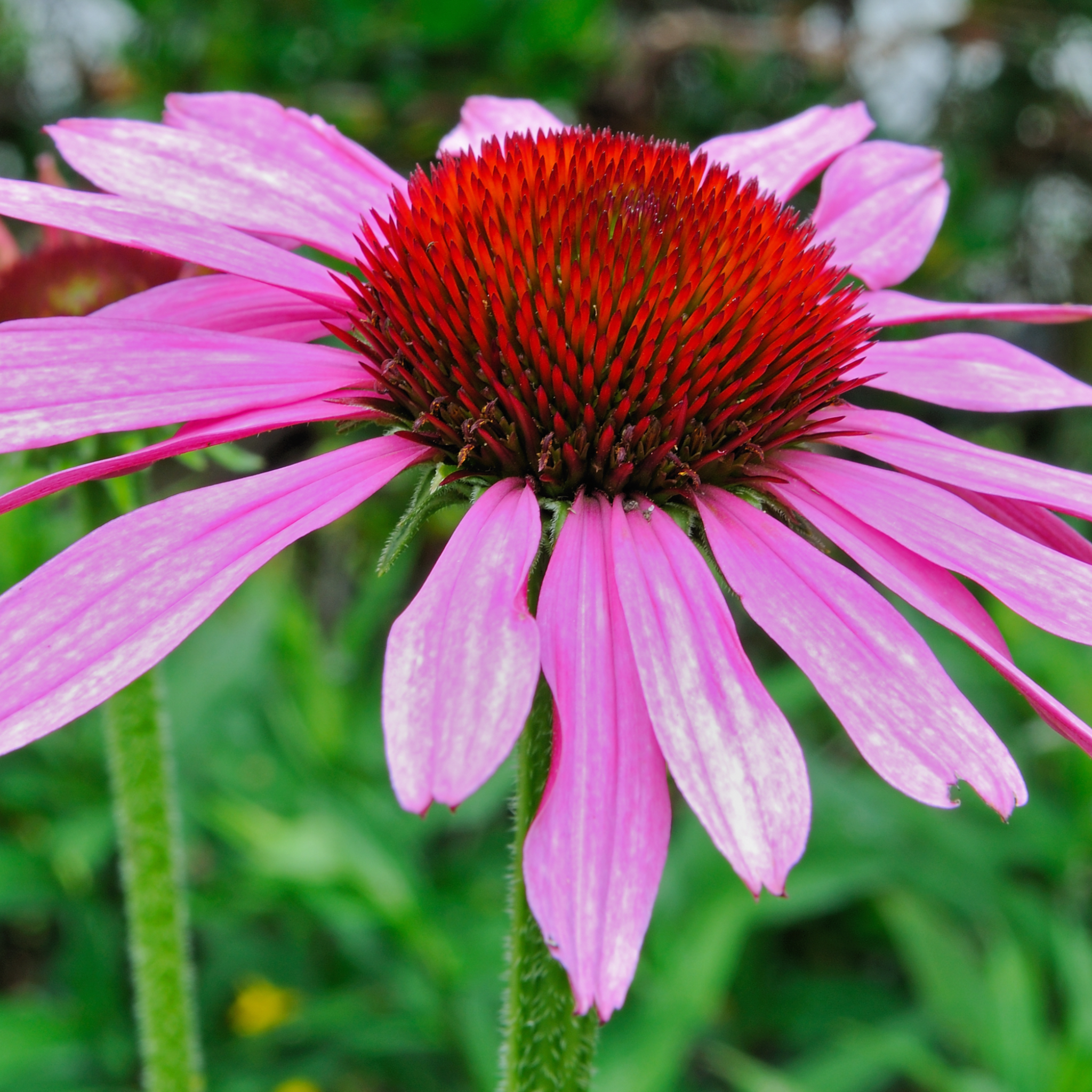 Echinacea purpurea 'Prairie Splendor' Rose 9cm