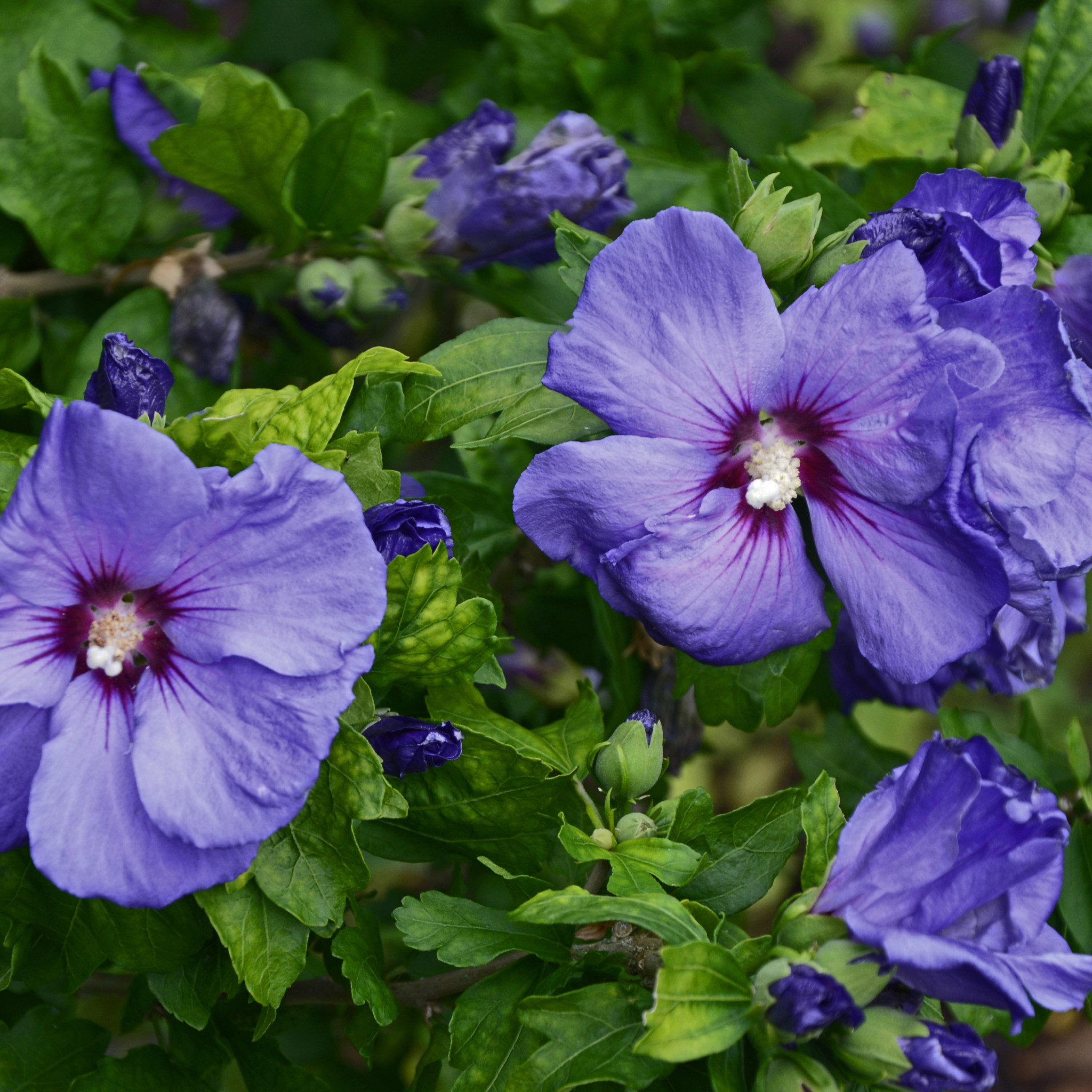 Hibiscus Syriacus 'Marina' 1.5L