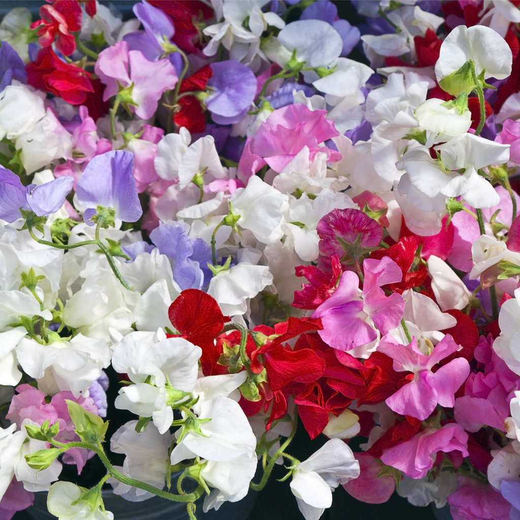 3 x 9cm Pots of Mixed Sweet Peas