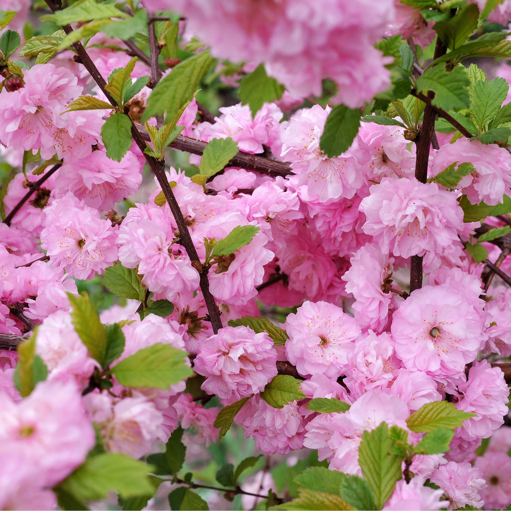 Prunus Triloba | Double Flowering Cherry-Almond Blossom Tree | 6ft (160-180cm)