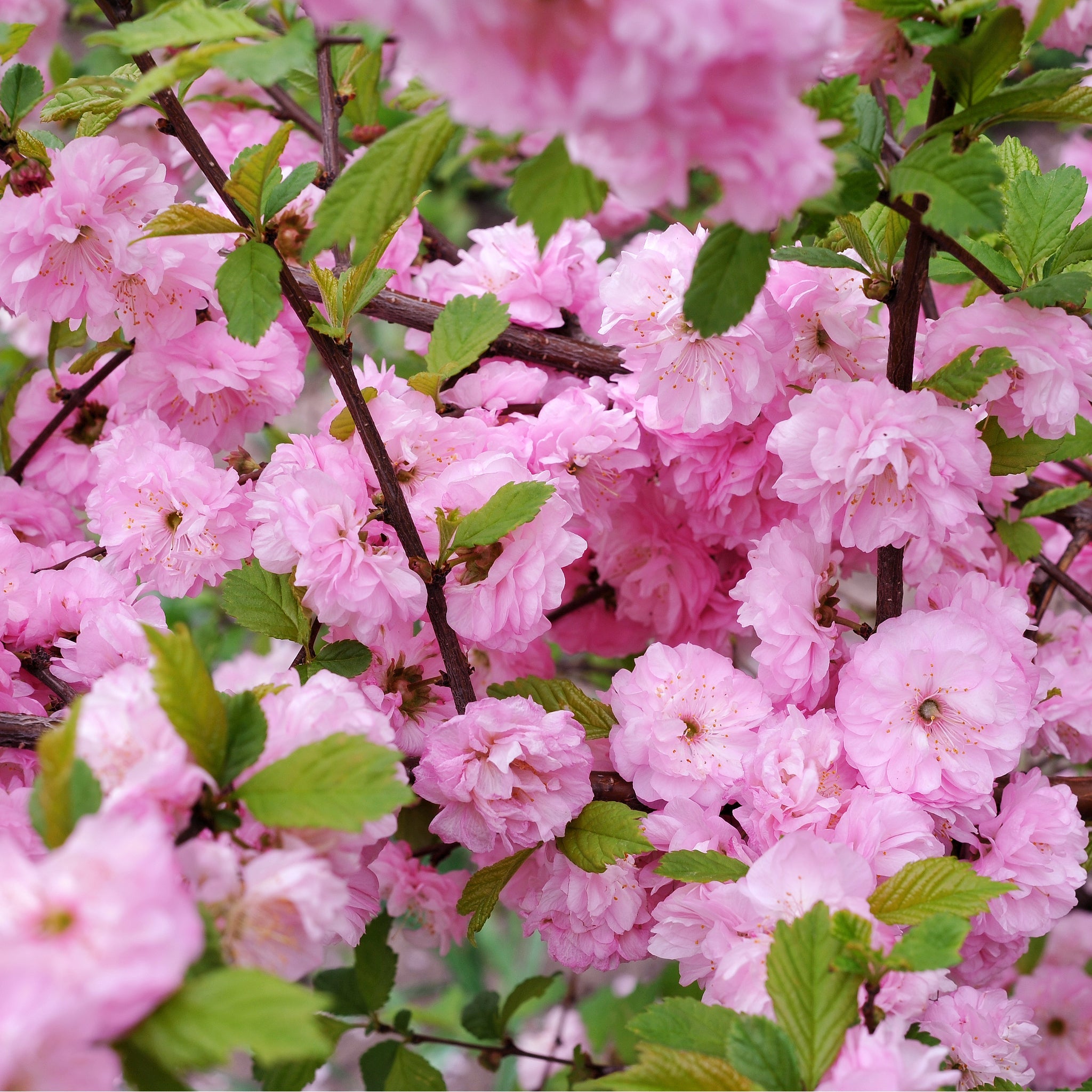 Prunus Triloba | Double Flowering Cherry-Almond Blossom Tree | 6ft (160-180cm)