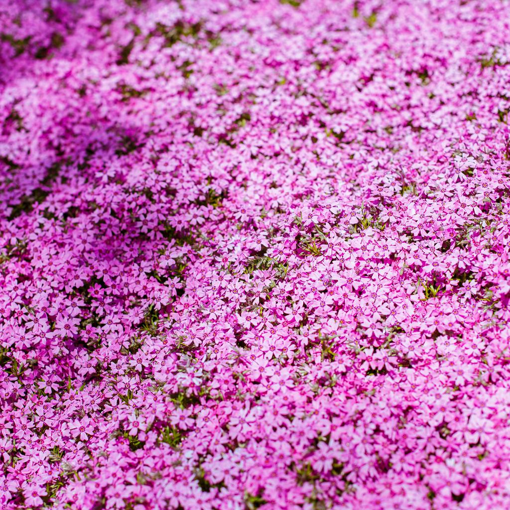 Phlox subulata Goldi Pink 1.5L