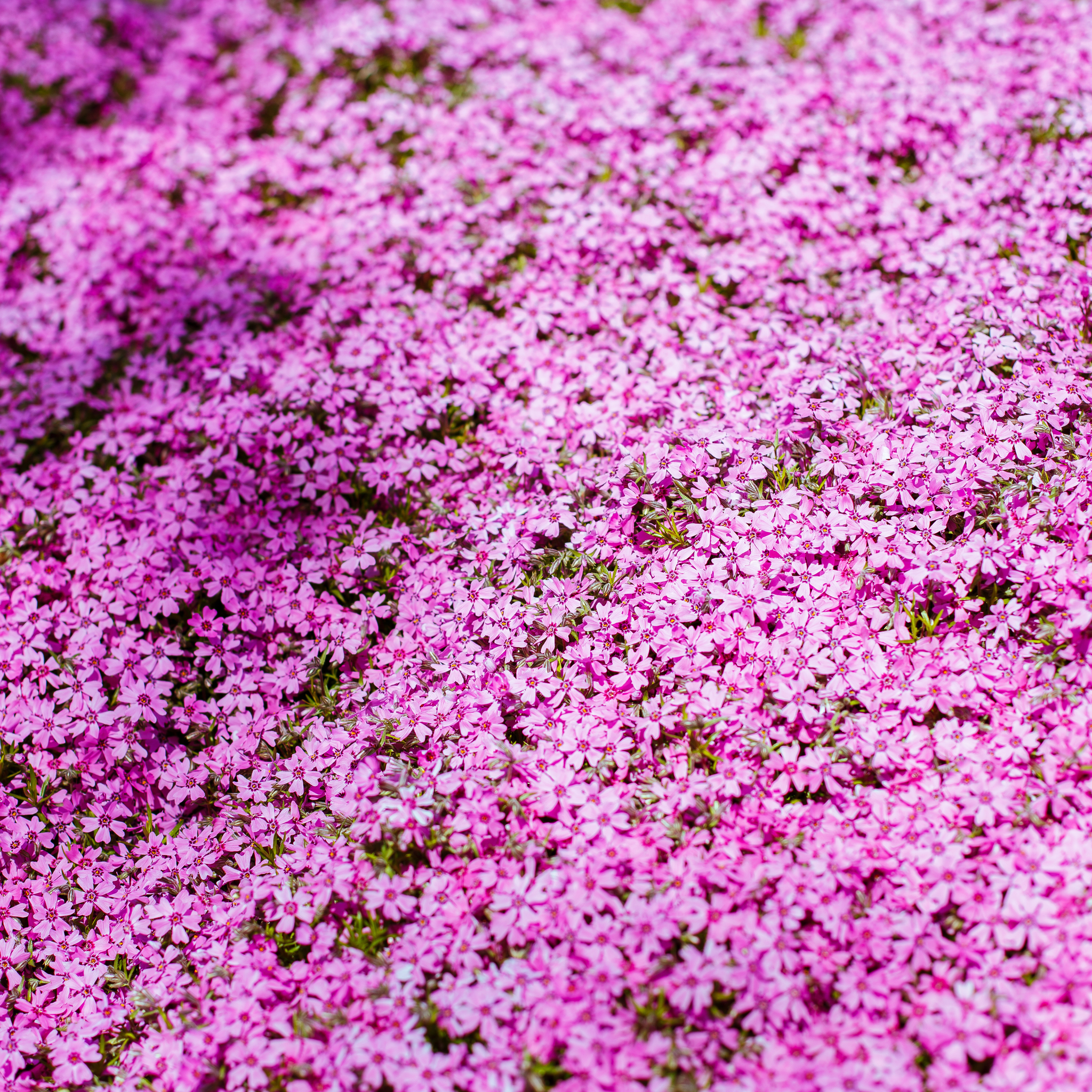 Phlox subulata Goldi Pink 1.5L
