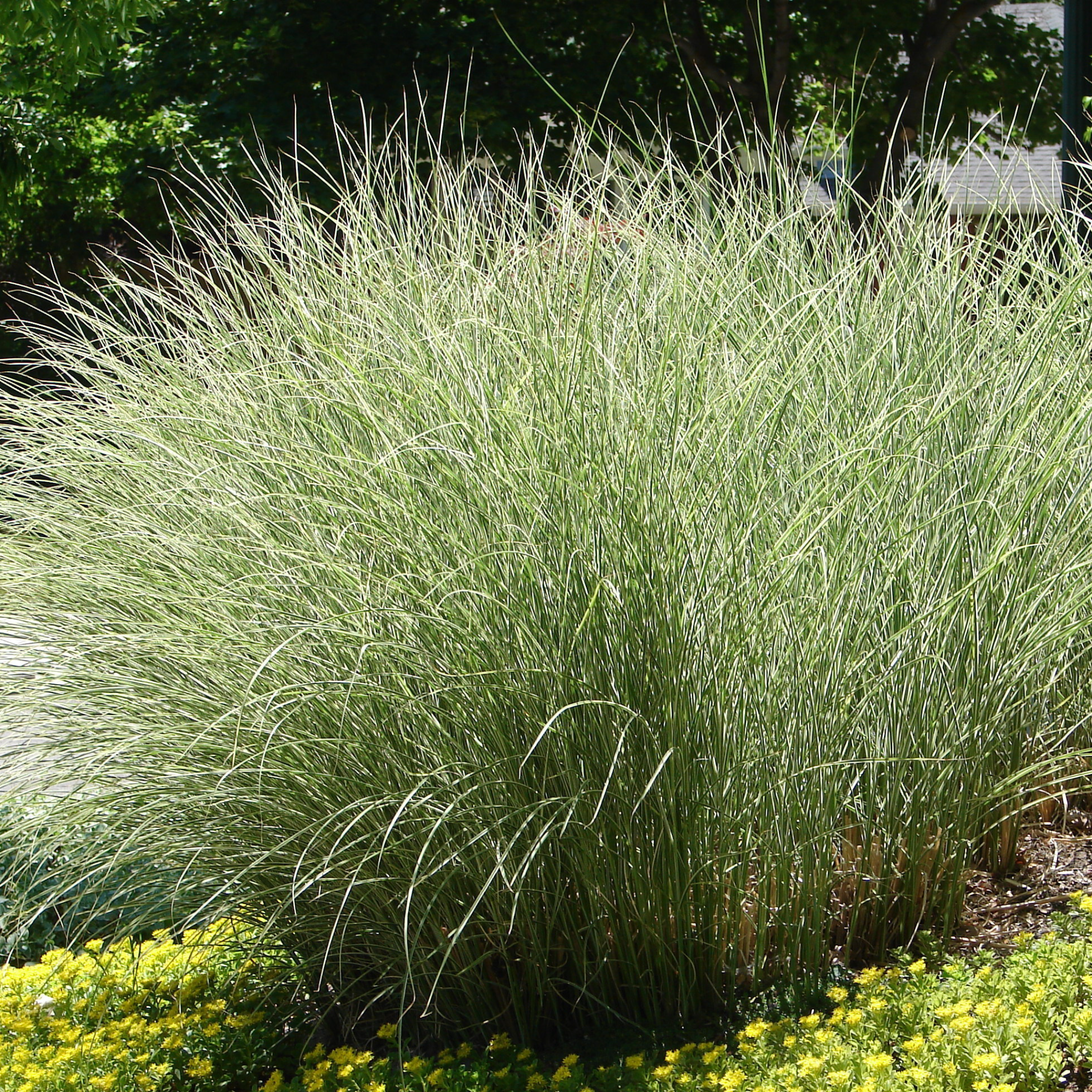 Miscanthus sinensis Morning Light 2L / 10L