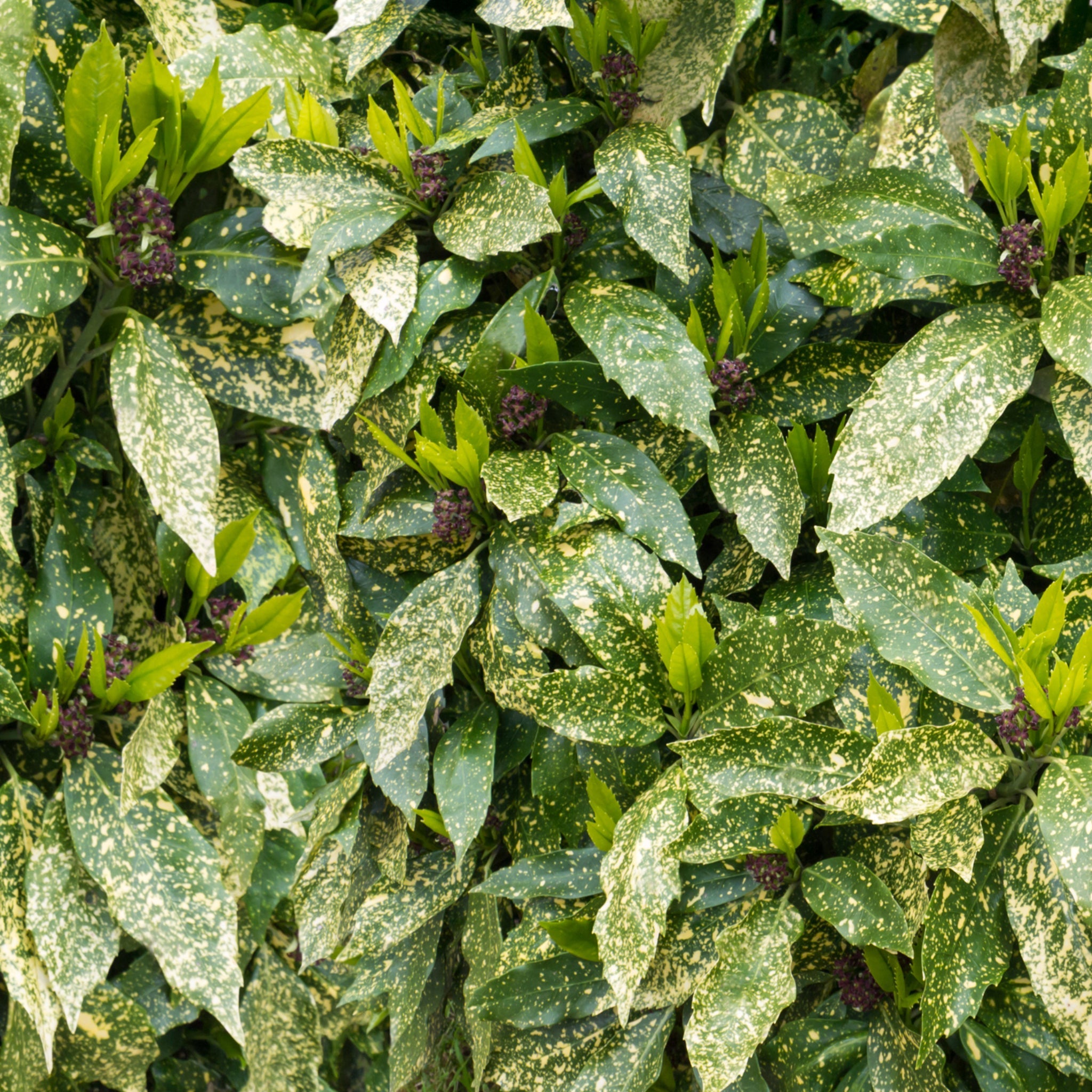 Aucuba Spotted Laurel 2L / 5L