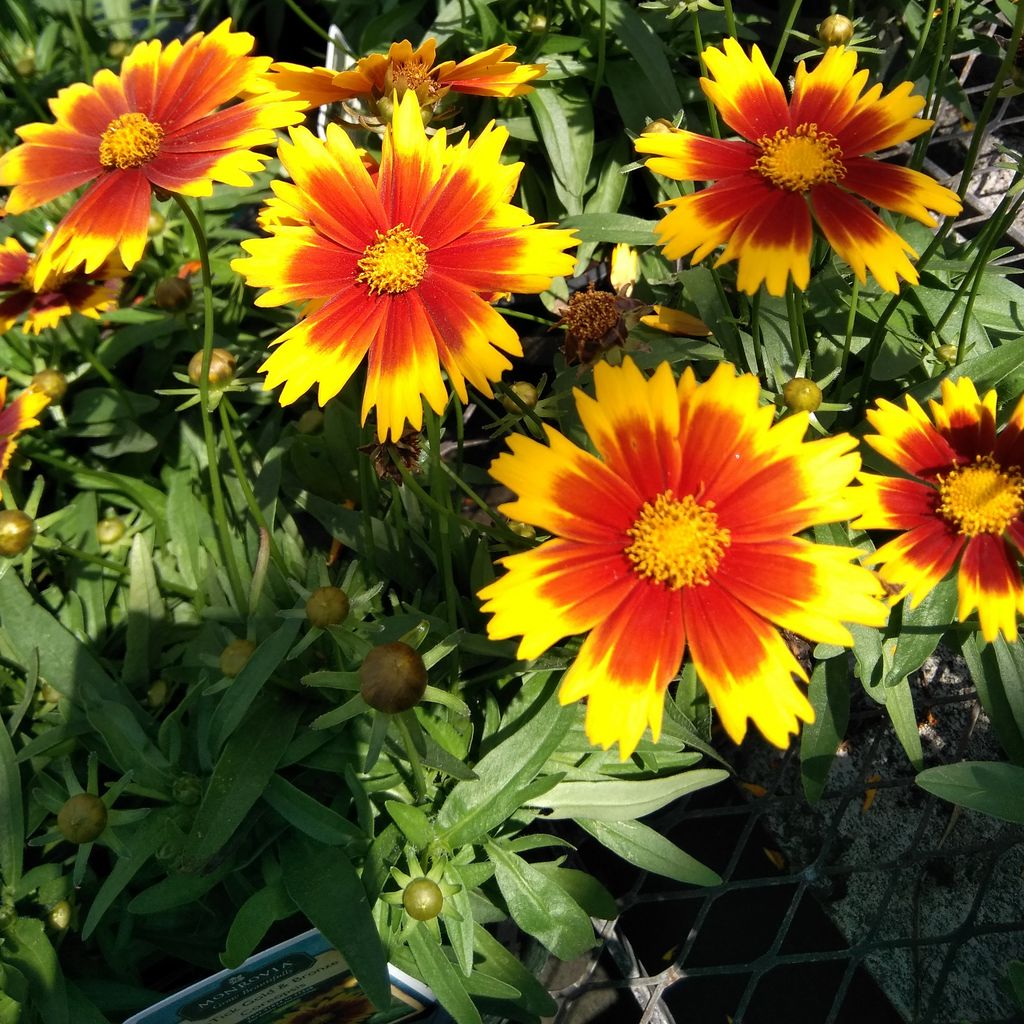 Coreopsis  'Uptick Gold and Bronze' 9cm/2L