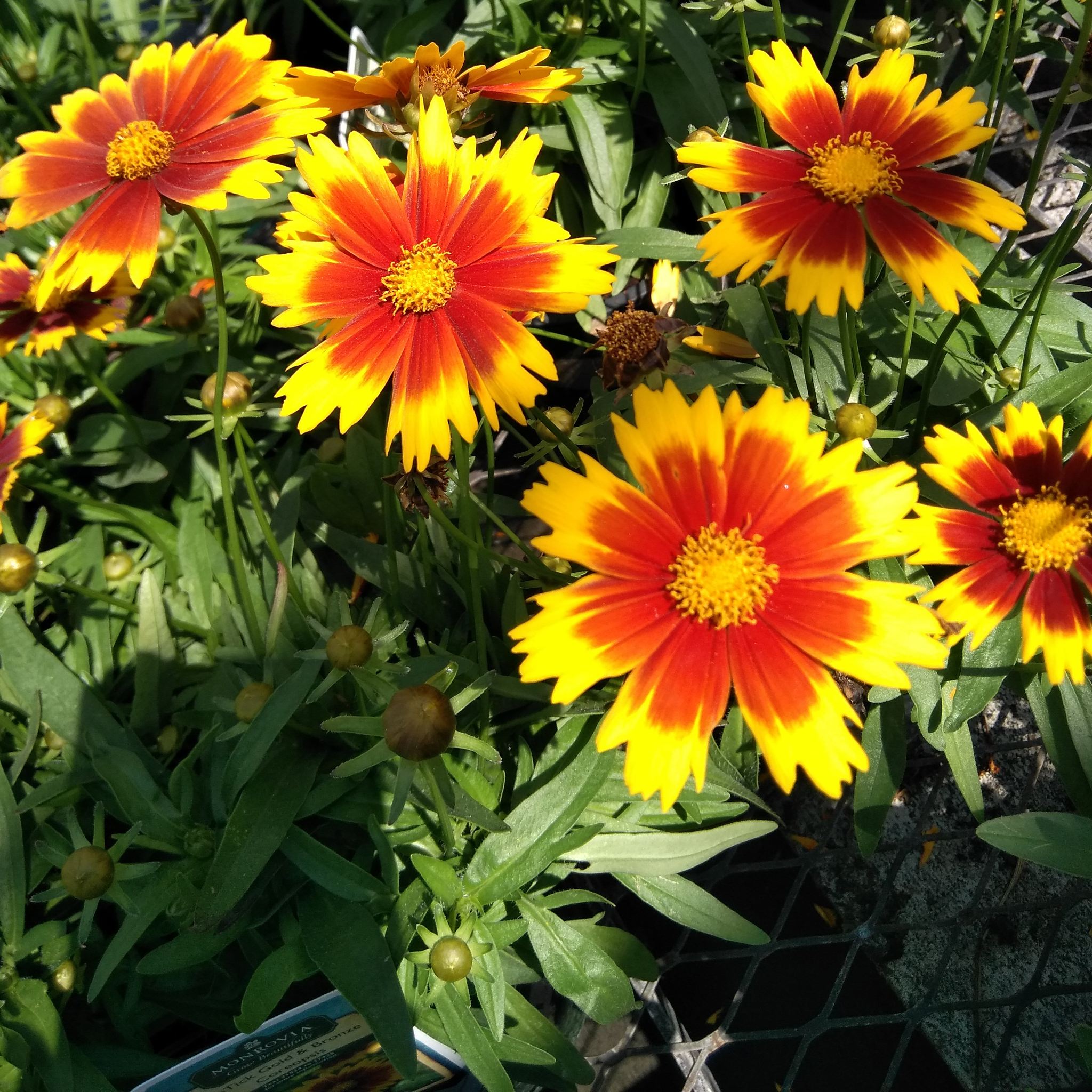 Coreopsis  'Uptick Gold and Bronze' 9cm/2L
