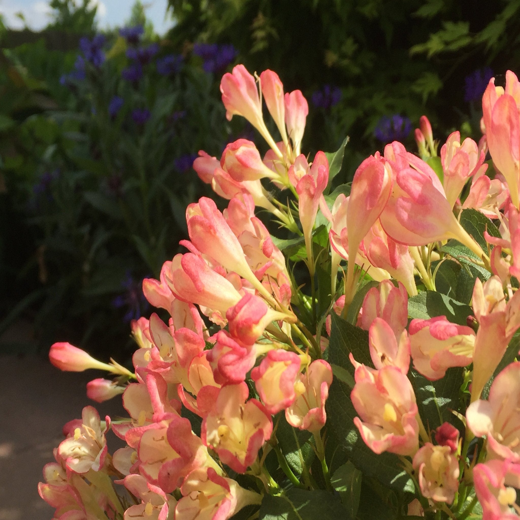 3 x Mixed Weigela 9cm