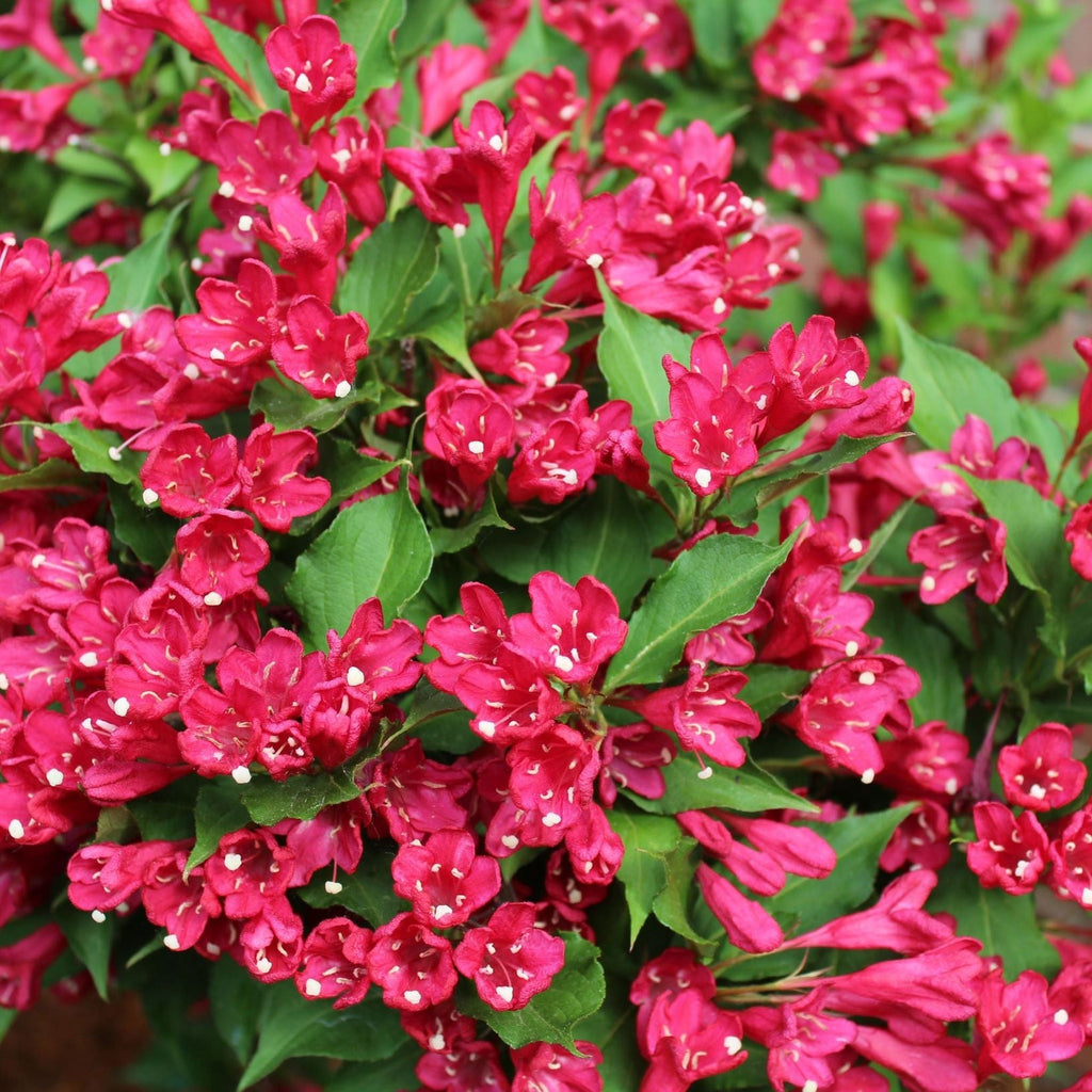 3 x Mixed Weigela 9cm