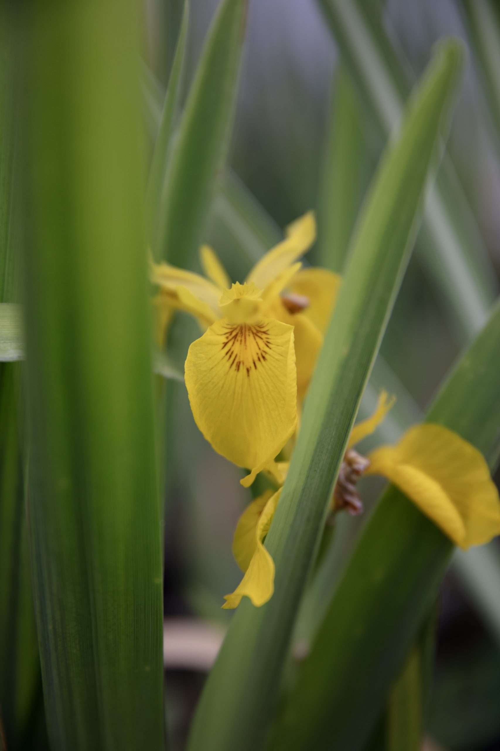 Iris pseudacorus (Yellow flag) - Marginal Pond Plants - MP057